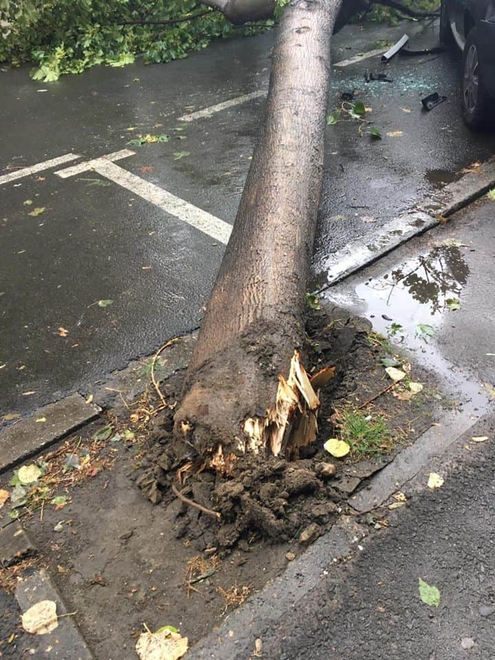 Pagube Provocate De Copacii Cazuti Pe Masini Sau Chiar Pe Imobile-Raspunderea Primariei Si Plata Despagubirii
